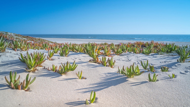 sea, beach, sky, 1080P, land, plant, horizon over water, outdoors, shore, plants, green, no people, clear sky, water, floral, yellow, sand, scenics - nature