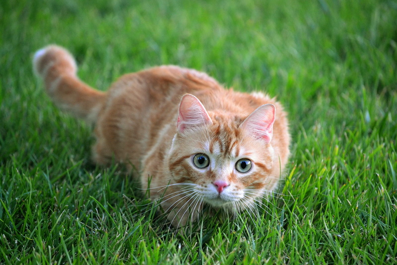 face, hunter, pose, portrait, look, red, summer, nature, though, cat, background, glade, grass, 1080P