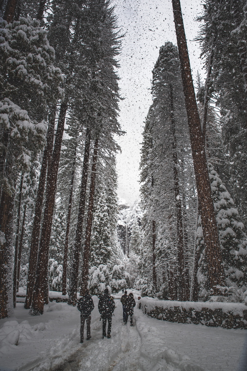 plant, cold temperature, rear view, warm clothing, covering, forest, scenics - nature, snowing, winter, trunk, though, people, frozen, tree, snow, tranquility