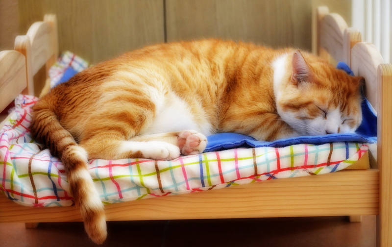 home, bed, portrait, cot, background, though, sleep, pose, lies, sleeping, 1080P, cat, stay, red, comfort, face