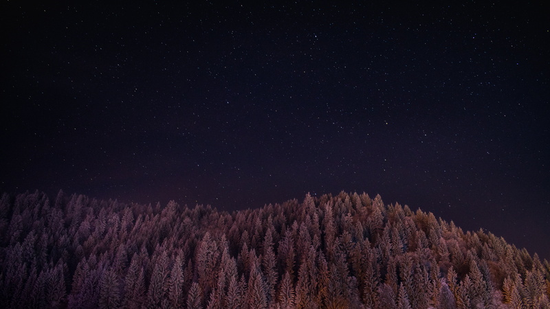purple, sky, astronomy, constellation, pine woodland, star, plant, idyllic, no people, low angle view, pine, space and astronomy, star - space, landscape