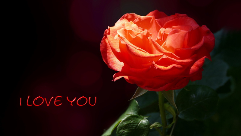 vulnerability, focus on foreground, bouquet, inflorescence, rose card, flower head, red rose, petal, Red, nature, Love, no people, flowering plant, I Love You