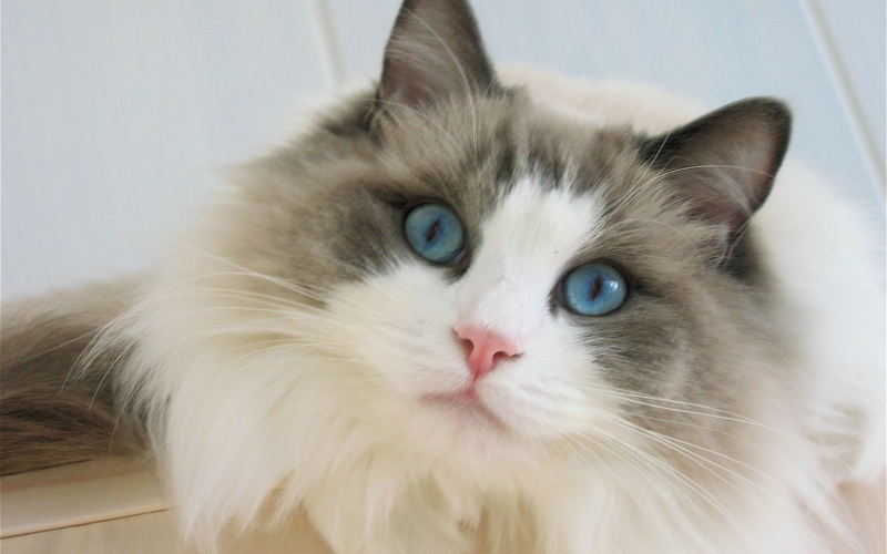 white, ragdoll, long, blue, eyes, cat, 1080P, fur, grey, beautifull