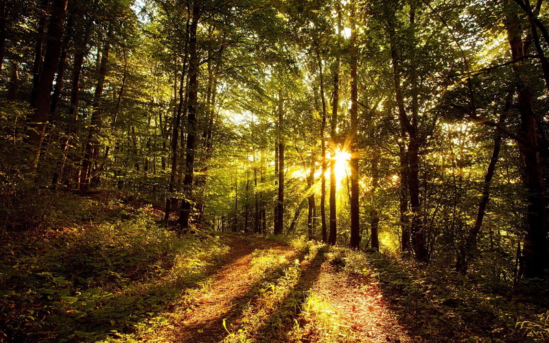 beautifull pictures of nature 1920x1200, 1080P