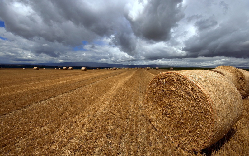 hay, sky, land, nature, scenics - nature, beautifull pictures of nature 1920x1200, cloud - sky, rain, harvesting, cereal plant, no people, landscape, bale
