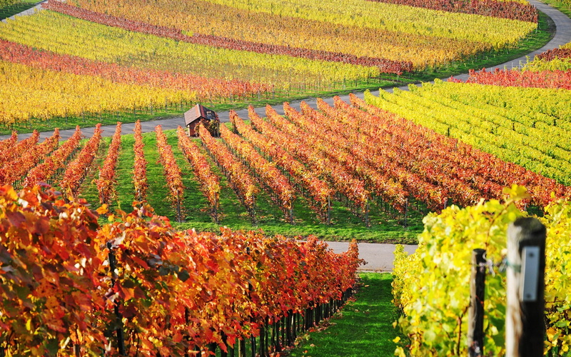 change, growth, nature, outdoors, day, plant, beauty in nature, beautifull pictures of nature 1920x1200, tranquility, autumn, vineyard, no people, land