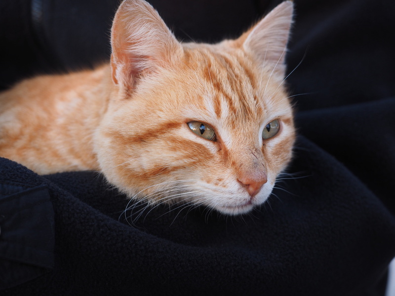 kitten, animal, animal eye, portrait, laying, indoors, dear, curious, red, close-up, black, relaxation, mammal, animal body part, whisker, animal themes