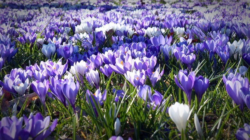 flowers, early left awake, flower, no people, plant, petal, garden, abundance, day, beauty in nature, sea of flowers, growth, spring flower, spring, land