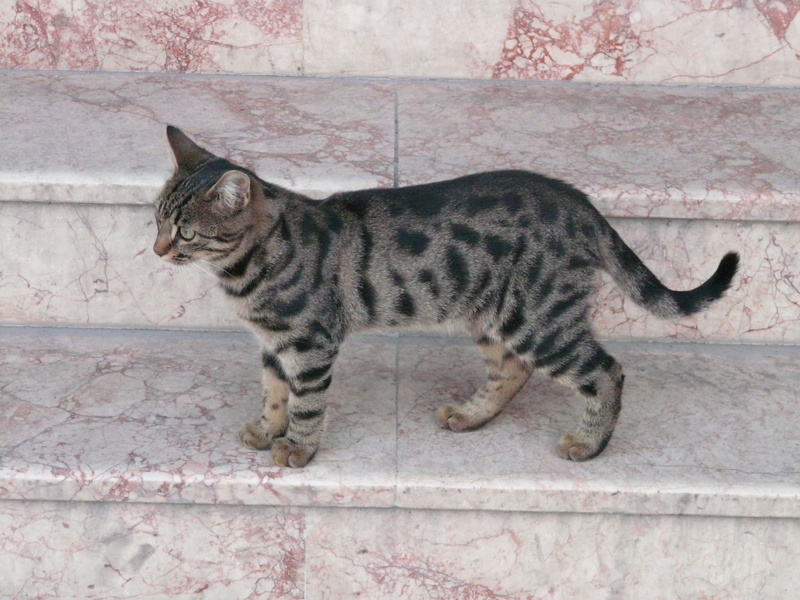 cat, gray, side view, day, vertebrate, mackerel, one animal, domestic cat, sweet, brown, domestic animals, no people, feline, looking away, mammal, cute