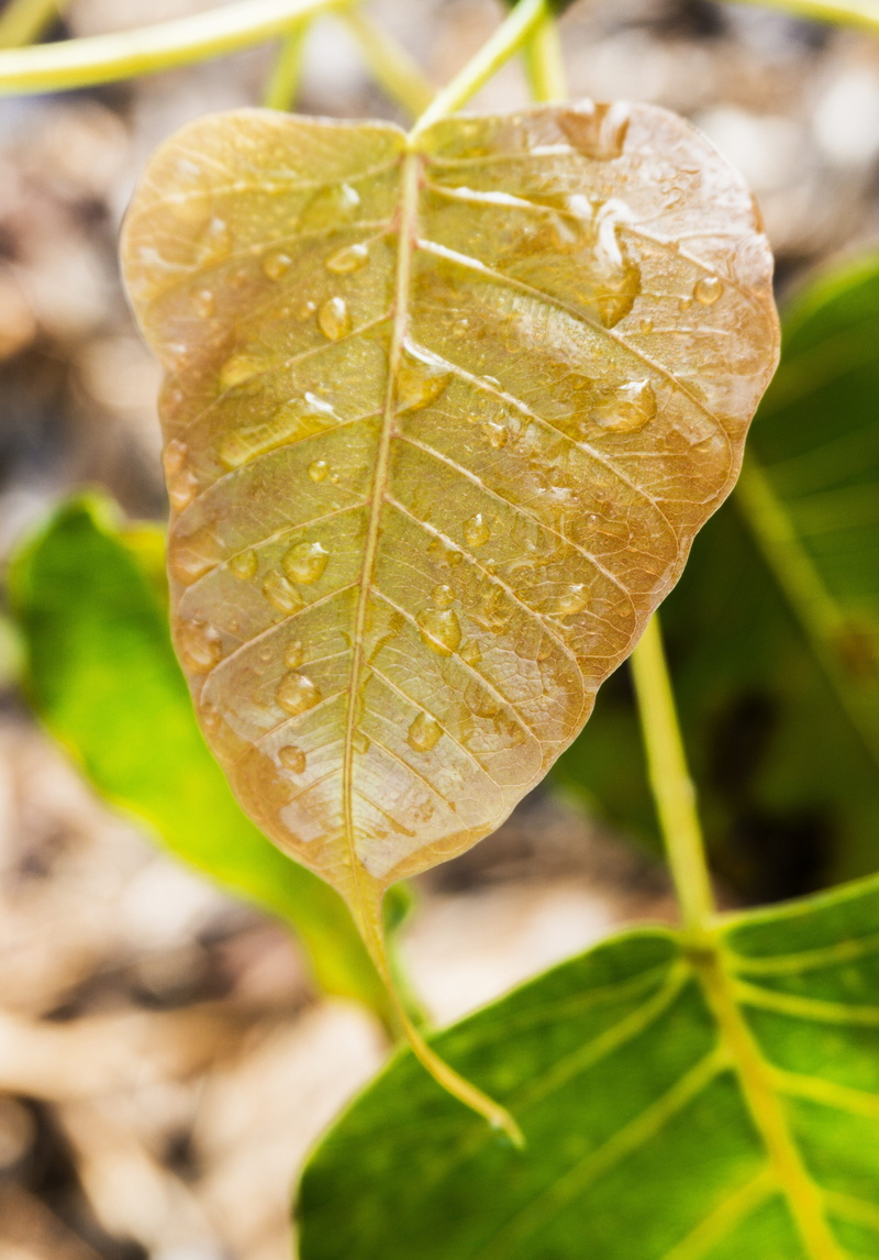 focus on foreground, buddhism, Leaf, green color, leaves, awake-ness, 4K, bodhi, natural, outdoors, sacred fig, sacred, religion, young, plant stem, dew