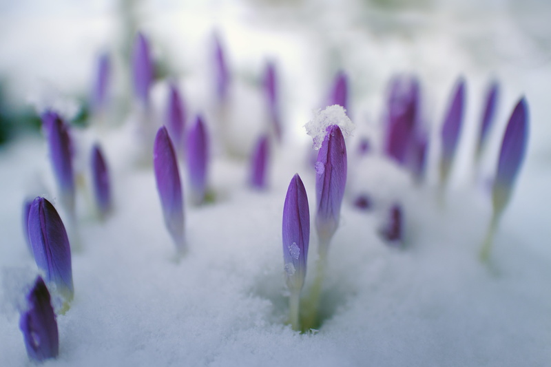 harbinger of spring, freshness, crocus, focus, 5K, no people, garden, cold, nuds, plant, flowering plant, selective, violet, iris, winter, photography