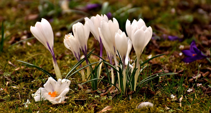 blossom, close-up, early bloomer, season, growth, leaf, field, spring flower, no people, spring, flower, vulnerability, white color, focus on foreground