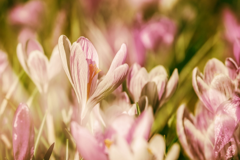 selective focus, petal, plant, early bloomer, harbinger of spring, flower head, no people, early left awake, spring flower, bloom, land, purple, freshness