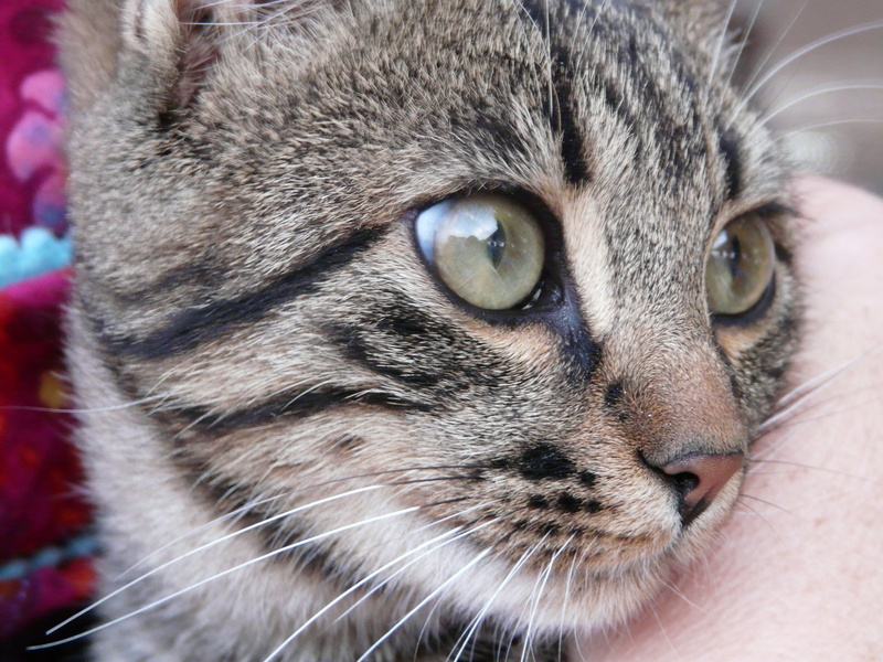 domestic Cat, one Animal, pets, domestic, awake, looking at camera, whisker, attention, animals And Pets, portrait, face, snout, Mackerel, Cat, eyes, animal nose