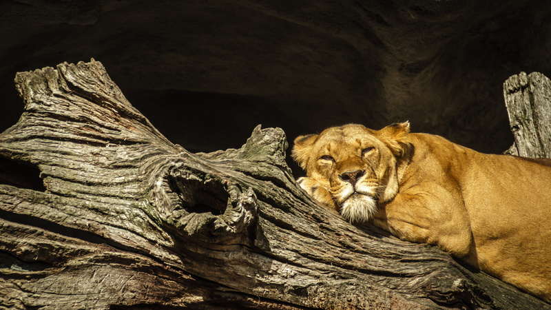 fur, female, pets, majestic, lion, lion - feline, rock, hamburg, two animals, group of animals, cat, sun, zoo, big cat, panthera leo, yellow, dried, animals in the wild