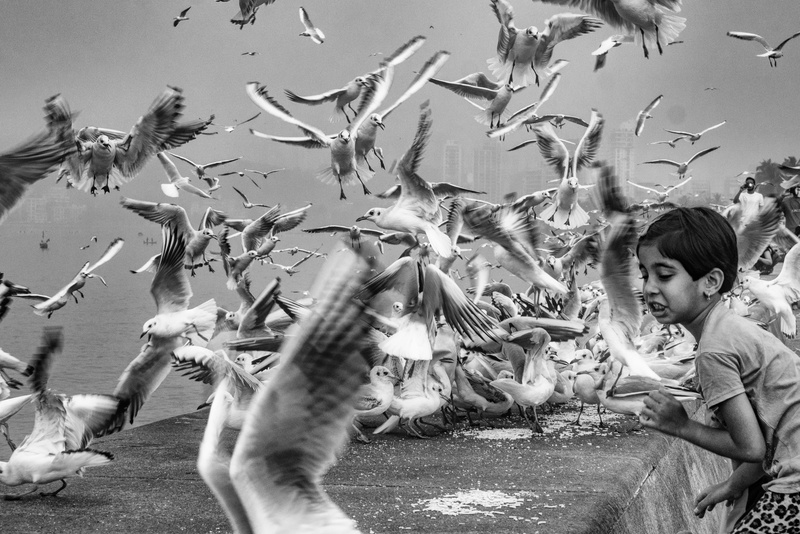 nature, large group of animals, real people, child, sea, innocence, mumbai, girls, females, anxious, flying, fly, aviate, bird, girl, vertebrate, animals in the wild