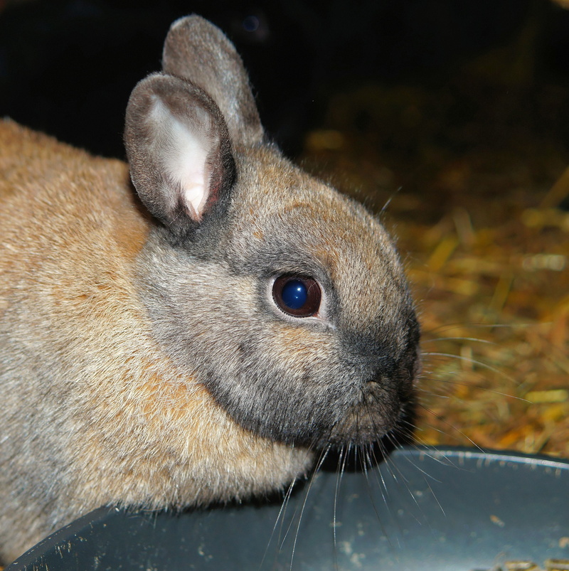 close-up, one Animal, anxious, mammal, animal eye, rodent, hasenkopf, Rabbit, close, day, focus on foreground, cute, animal wildlife, furry, animals in the wild