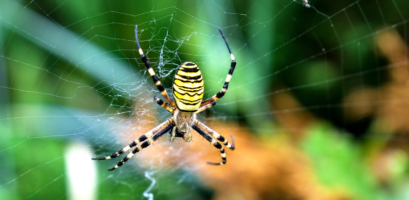 wasp spider, animal world, animals in the wild, 1080P, fear, invertebrate, arachnid, Nature, complexity, animal leg, crawl, animals And Pets, no people