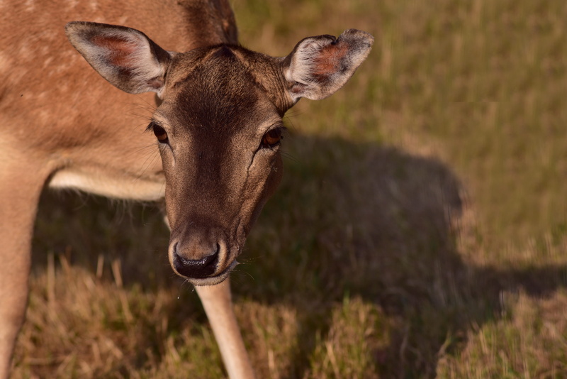 animal body part, roe deer, day, anxious, red deer, domestic animals, focus on foreground, field, portrait, animal, outdoors, standing, one animal, animal wildlife
