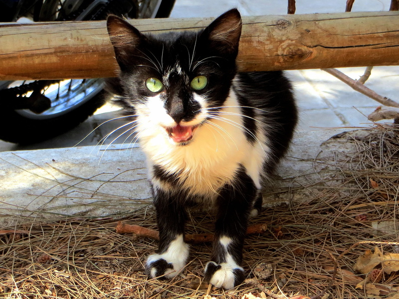 2K, black and white, scheu, mammal, nature, velvet paw, animal themes, cautious, cat look, outdoors, vertebrate, cats eyes, whiskers, domestic animals