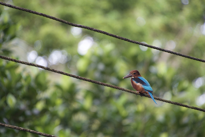 beak, animal themes, outdoors, fauna, animals in the wild, 5K, cable, branch, animal, tree, perching, nature, rope, day, vertebrate, no people, focus on foreground