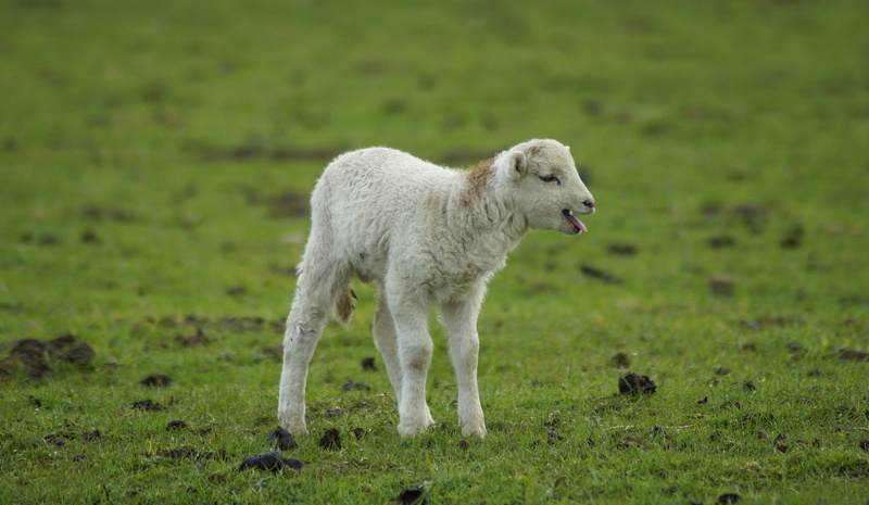 herbivorous, newborn, animal child, one animal, domestic animals, lamb, hunger, day, 5K, livestock, focus on foreground, cute, vertebrate, anxious, small