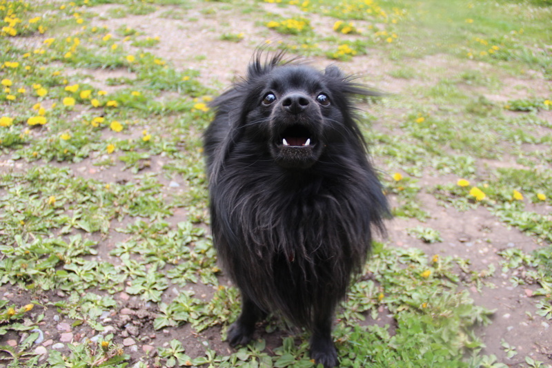 black color, domestic, no people, outside, mouth open, day, pets, domestic animals, nature, plant, portrait, canine, one animal, pomeranian, bark, dog
