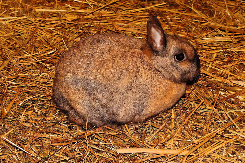 animal themes, 2K, close-up, land, one animal, attention, rabbit, portrait, anxious, curious, charming, fur, field, mammal, high angle view, hay, animal wildlife