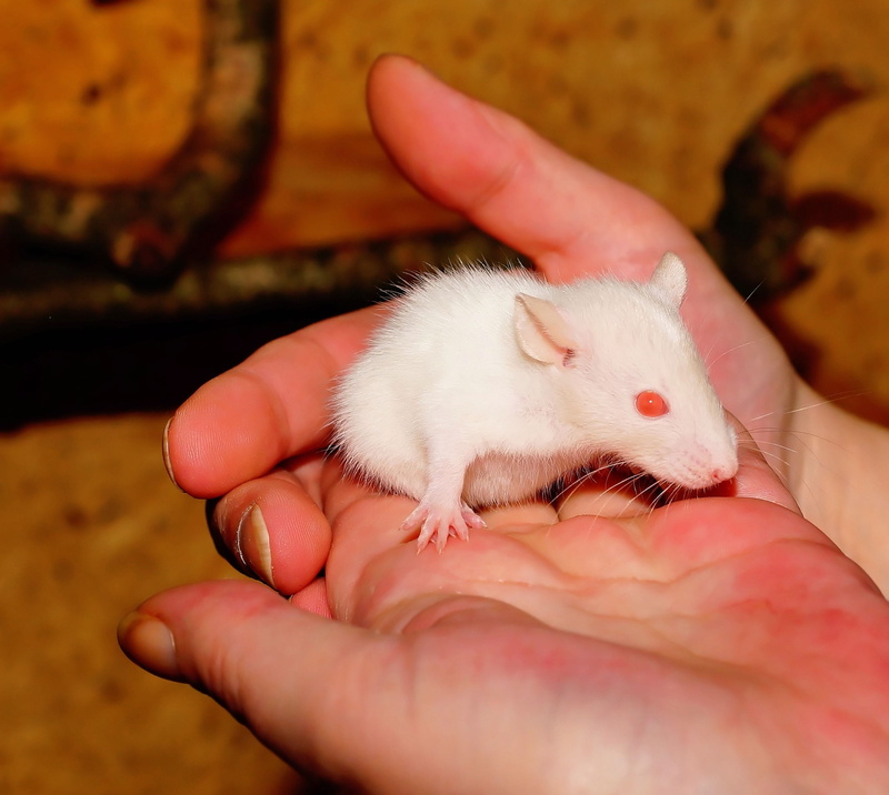face, one person, Curious, human body part, close-up, domestic animals, Rat, cute, hand, fur, real people, Offspring, fluffy, unrecognizable person, 2K