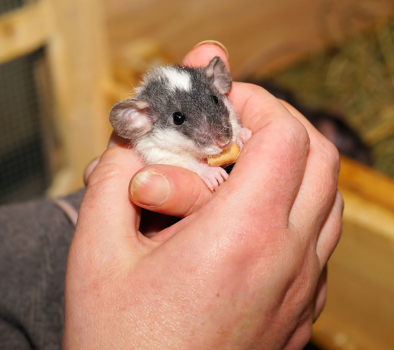 animals in the wild, vertebrate, domestic, rodent, one person, animal, furry, Curious, unrecognizable person, Anxious, care, rats offspring, animal portrait