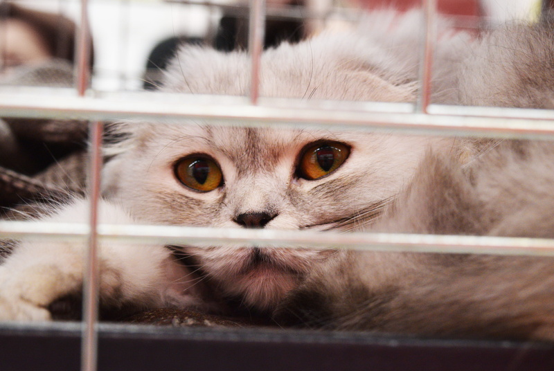 eyes, kitten, veterinary, grey, sad, abandoned, homeless, metal, one animal, stray, scared, cat, adorable, lost, shelter cat, photo, animal body part, looking