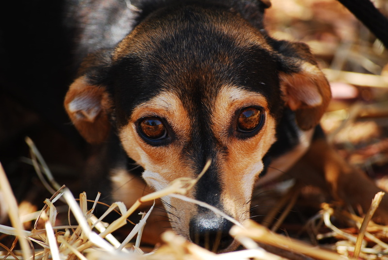 young animal, black, eyes, looking at camera, snout, domestic animals, tan, close, canine, one animal, chihuahua, animal body part, nature, small, 4K