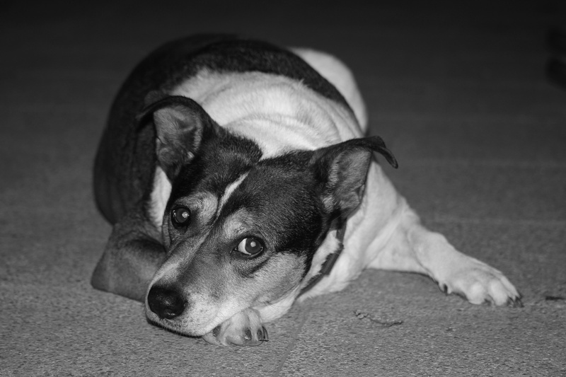 domestic, looking, anxious, mammal, relaxation, focus on foreground, lying down, adopted, animal body part, vertebrate, portrait, one animal, animal themes