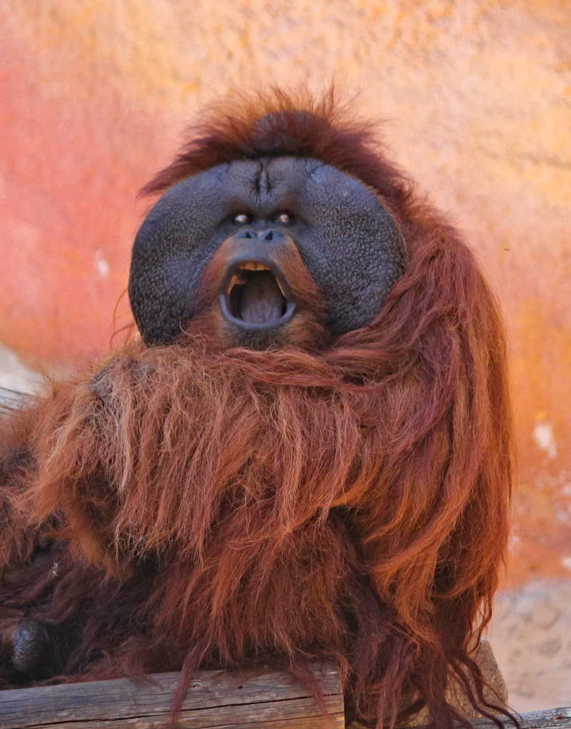 monkey, hair, animal, sitting, primate, zoo, upset, portrait, orange, animal wildlife, vertebrate, baboon, one animal, ape, no people, 2K, angry, day