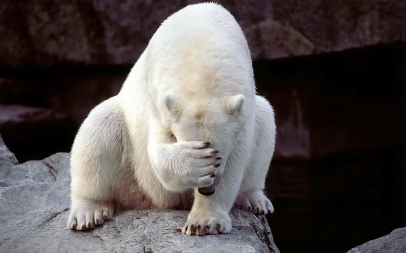 one animal, polar bear, domestic animals, solid, whisker, animal themes, focus on foreground, rock, vertebrate, day, white color, animals in the wild, embarrassed