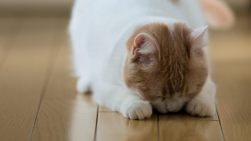 cat, orange, animals, 1080P, 1920x1080, embarrassed, white, kitten, tabby