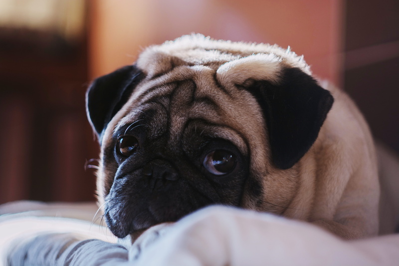 pug, indoors, one animal, furniture, purebred dog, ukraine, bed, close-up, vsco, canine, dogs, 5K, animal themes, pet, dog, relaxation, home, lap dog