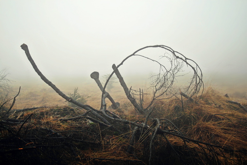 mystical, swampy, no people, moor, weird, field, wetland, lonely, burnt, weather, swamp, fog, slurry, land, autumn, outdoors, branches, 4K, sky, grasses