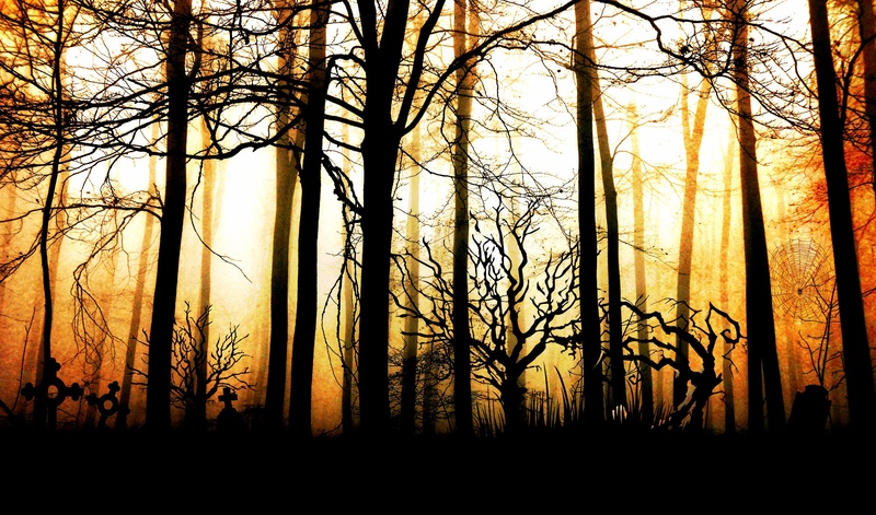 silhouette, autumn, sunlight, composing, tree, grave stones, 1080P, mood, shadow, abendstimmung, sun, plant, mystical, no people, beauty in nature, weird