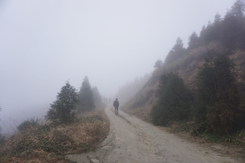 lane, mist, lifestyles, technique, foggy, hazy, cold, plant, walking on, rear view, backward, autumn, non-urban scene, leisure activity, transportation