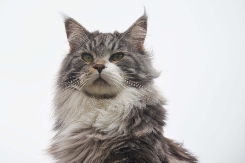 pet, portrait, domestic cat, kitty, coated, adorable, vertebrate, mammal, one animal, domestic, outdoors, long, domestic animals, white background, feline