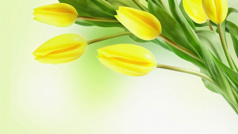 3d and abstract, springs, green, flowers, firefox persona, yellow, tulips, 1080P, spring
