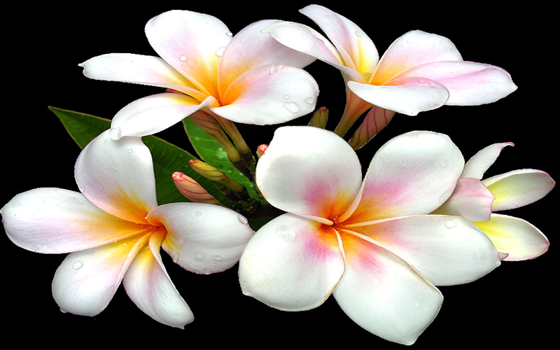large, 2K, png, clipart, white, flower