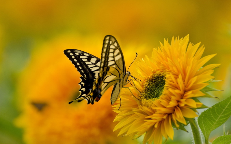 Sunflower, Butterfly, Wings, 1080P, Petals