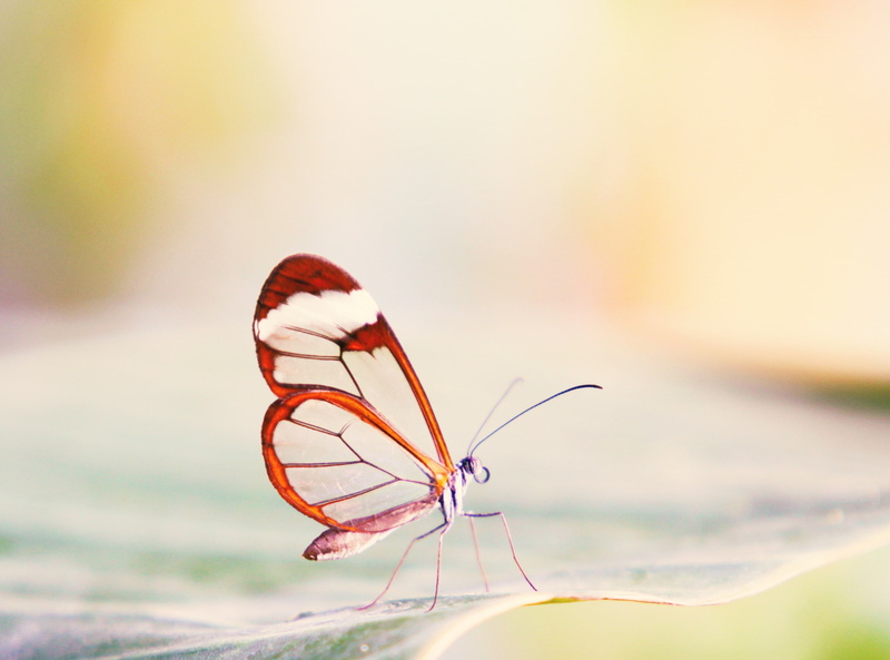 close-up, glasswing, flower, no people, focus on foreground, animal, animals in the wild, nature, invertebrate, Macro, butterfly - insect, Aero, animal wing