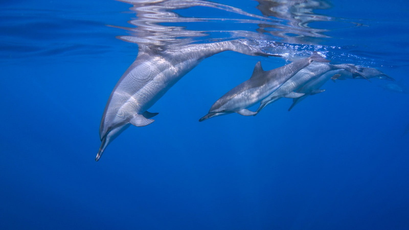 mammal, animal wildlife, transparent background, outdoors, animals in the wild, photography, group of animals, swimming, 720P, blue, underwater, aquatic mammal