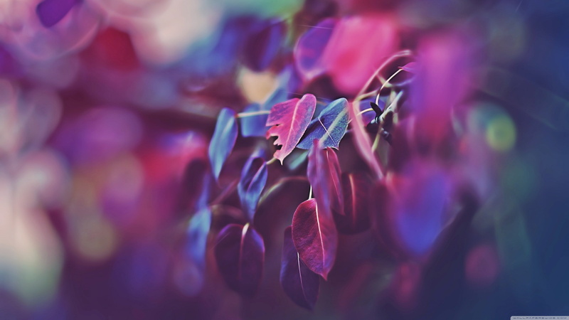 growth, beauty In Nature, close-up, 4K, nature, branch, purple, defocused, flower, tree, plant, botany, selective focus, macro, leaf, flower Head, focus on foreground