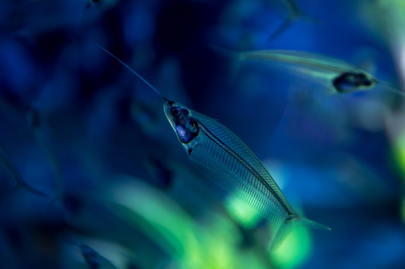 5K, nature, no people, beautiful, vertebrate, blue, aquarium, sea life, animals in the wild, small, water, underwater, animal, one animal, fish, sea, marine