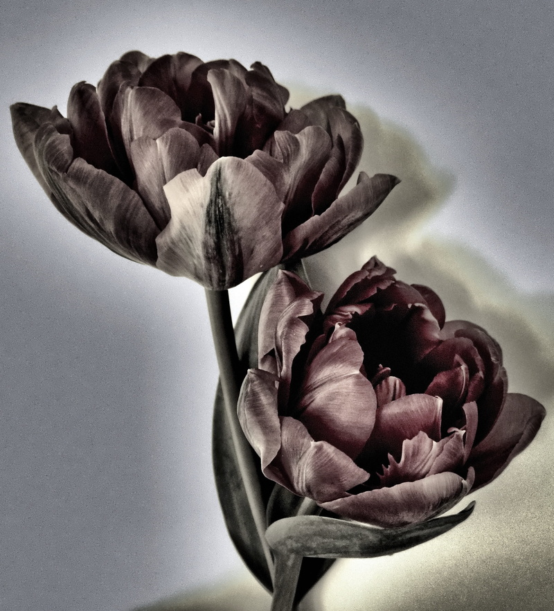 flowering plant, beauty in nature, no people, flower arrangement, discreet, 2K, focus on foreground, rose - flower, inflorescence, flower head, softness