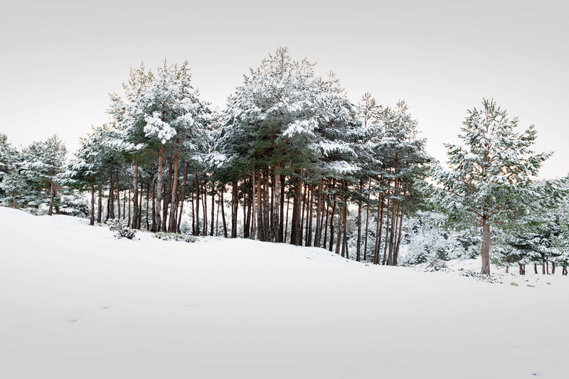 scenics - nature, growth, tree, colorless, green, cold temperature, treelined, coniferous tree, landscape, no people, sky, forest, plant, trees, covering